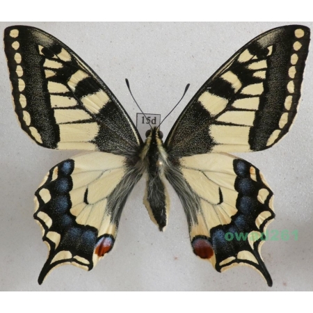 Papilio machaon Linnaeus, 1758 Paź królowej Czech 66mm15d